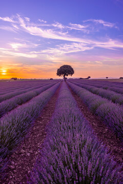 Lavender field at sunset with purple flowers, Brihuega. Guadalajara, Spain. vertical photo