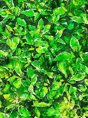 Hand-drawn landscape design, watercolor flower art of small green leaves