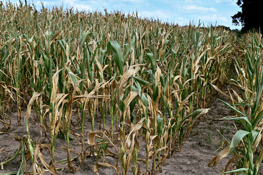 Halb vertrocknete Maispflanzen auf dem Acker, D&uuml;rre auf einem Maisfeld, Wassermangel, Probleme in der Landwirtschaft