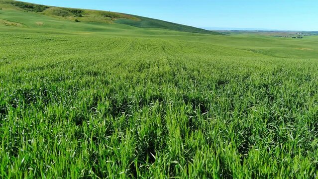 Rolling hills of the Palouse lead to Steptoe Butte in spring