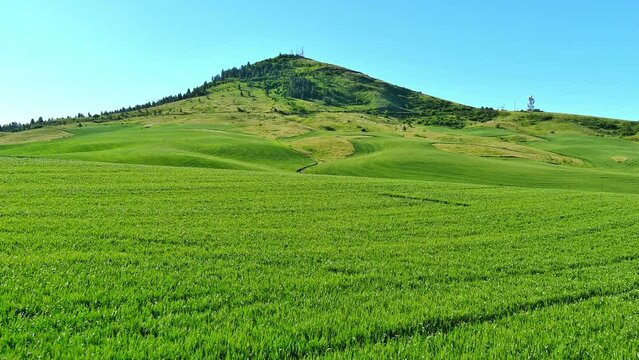 Spring wheat field leading up to Steptoe Butte 