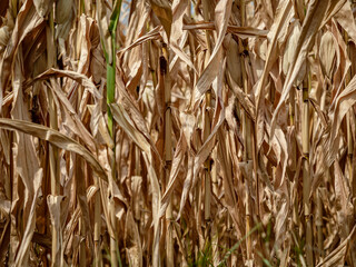 Dry leaves and corn stalks ready for harvest.