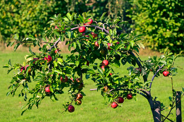 Reife Äpfel am Baum, rote Äpfel am Baum, erntereif, appetitliche Äpfel am Baum, Erntezeit