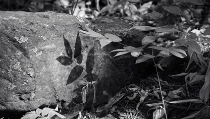 shadow of leaves in the forest