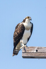 Osprey perched on a telephone pole - 525190153