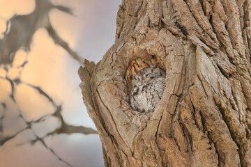 Screech Owl in the nest