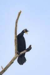 cormorant on a branch - 525190177