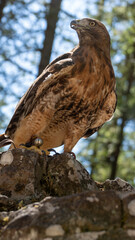 falconry red tailed hawk perched