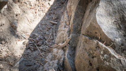 close up of a lizard