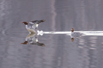 Mergansers on the river