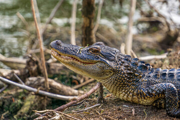 Head of an alligator in a South Carolina Wetland