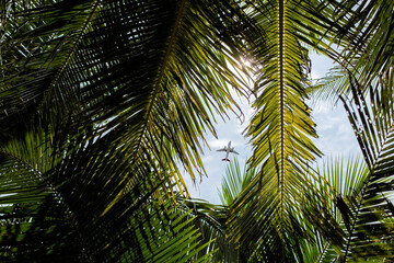 Fototapeta na wymiar palm trees seen from below with colorful sky