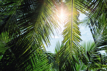 Obraz na płótnie Canvas palm trees seen from below with colorful sky