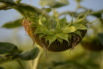 mature sunflower seeds in a flower on a field