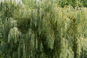 A Beautiful Weeping Willow Tree Along the Trail