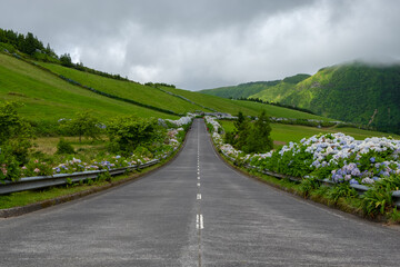 An empty road between Hydrangea Macrophylla flowers in Azores, São Miguel Island, Portugal