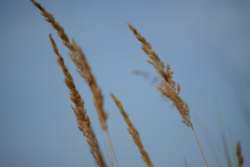 spikelets of cereal wheat field cereals field summer ears vertical photography flowers against the background of mallow ukraine beautiful poster background photo out of focus in high quality	