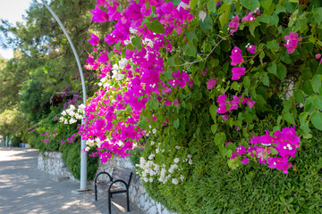 White and purple flowers of bougainvillaea plant with green leaves on the wall against the backdrop of a pedestrian road receding into the distance