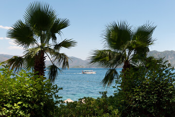 Seascape: shaded palm trees in the foreground, a sunlit pleasure boat flying a Turkish flag sails on the sea in the background