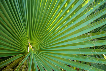 Young green palm leaf lit by the sun. Graphic texture palm leaf