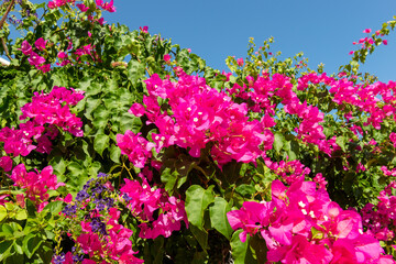 Purple flowers of bougainvillaea plant with green leaves on the wall against the blue sky