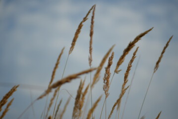 spikelets of cereal wheat field cereals field summer ears vertical photography flowers against the background of mallow ukraine beautiful poster background photo out of focus in high quality	