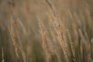 Fototapeta premium spikelets of cereal wheat field cereals field summer ears vertical photography flowers against the background of mallow ukraine beautiful poster background photo out of focus in high quality blue sky 
