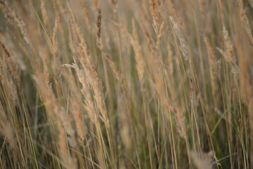 spikelets of cereal wheat field cereals field summer ears vertical photography flowers against the background of mallow ukraine beautiful poster background photo out of focus in high quality blue sky 