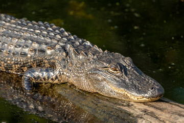 Alligator sunning on the surface