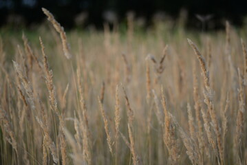 spikelets of cereal wheat field cereals field summer ears vertical photography flowers against the background of mallow ukraine beautiful poster background photo out of focus in high quality blue sky 