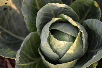 Fototapeta premium green white cabbage, cabbage close-up, cabbage leaves, cabbage in the garden, cabbage in the field