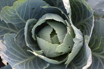 Fototapeta premium green white cabbage, cabbage close-up, cabbage leaves, cabbage in the garden, cabbage in the field