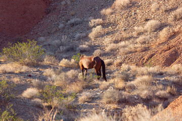 Wild copper red lone Equus ferus caballus horse wanders the low desert canyon scrub brush around...
