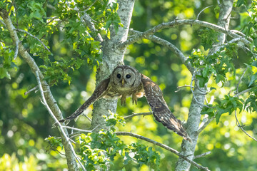 Barred Owl flying from tree in Alligator National Wildlife Refuge