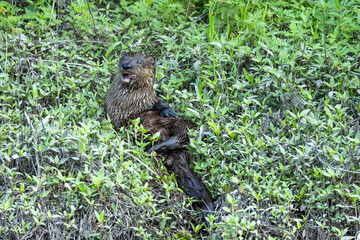 Beautiful River Otter near a large water filler ditch in Alligator River national Wildlife Refuge
