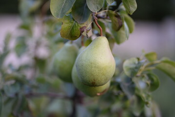 natural ripe pears close-up, Bera summer pear cultivar, fruits of pear tree, green harvest, ripe fruits, pears growing on a tree, pears in the garden, fruits in the garden