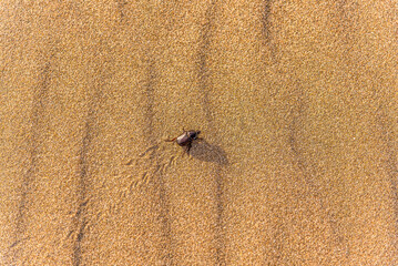 Scarab on a sand dune leaving its footprints