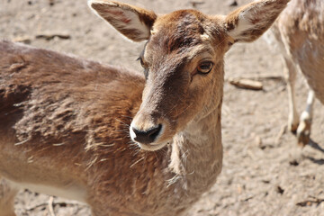 Mufflon (Ovis gmelini musimon) im Wildgehege