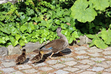 weibliche Mandarinente (Aix galericulata) mit Küken