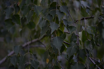 green birch leaves close-up, birch branches, bright bokeh, blurred abstract background against the sky