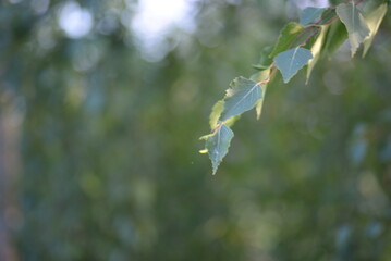 
birch leaves, a background of green birch branches in summer, birch fibers open up, on a green background, summer photo, tranquility