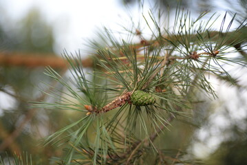 Naklejka na ściany i meble abstraction, photo of pine needles out of focus, green bokeh of a Christmas tree, on a green background, green pine trees, coniferous branches, fir cones, green p coniferous cones, pine cones,