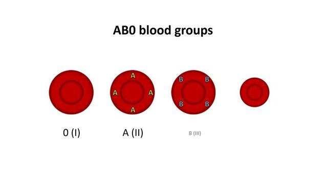 Human blood groups, ABO system