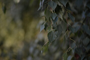 green birch leaves close-up, birch branches, bright bokeh, blurred abstract background against the sky	
