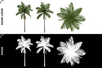 3D Rendering of Tropical Trees (Caribbean and beach) with alpha mask to cutout and PNG editing. Vegetation for Nature Compositing