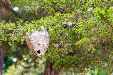Bee Hive on a branch