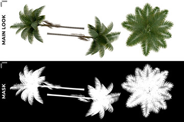 3D Rendering of Tropical Trees (Caribbean and beach) with alpha mask to cutout and PNG editing. Vegetation for Nature Compositing