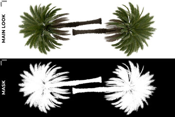 3D Rendering of Tropical Trees (Caribbean and beach) with alpha mask to cutout and PNG editing. Vegetation for Nature Compositing