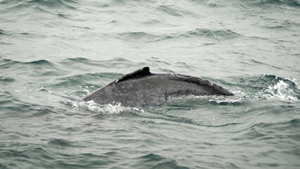 Fototapeta premium Dorsal fin of a humpback whale (Megaptera novaeangliae) in Machalilla National Park, off the coast of Puerto Lopez, Ecuador
