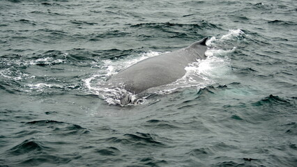 Dorsal fin of a humpback whale (Megaptera novaeangliae) in Machalilla National Park, off the coast...